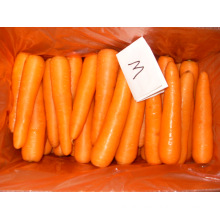2015 Excellent & Fresh Carrot